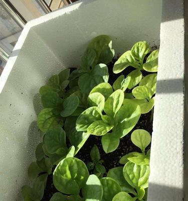 北面阳台种什么蔬菜最合适（阳台蔬菜种植攻略及注意事项）