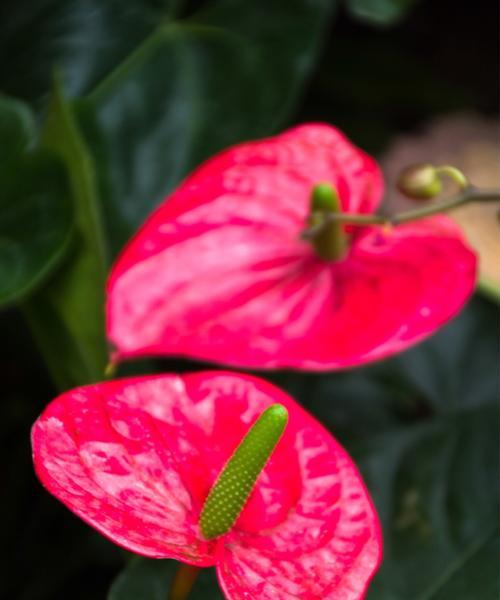 红掌花的花语与意义（红掌花的五种花语解读与传说）