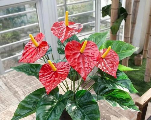 红掌花的花语与意义（红掌花的五种花语解读与传说）