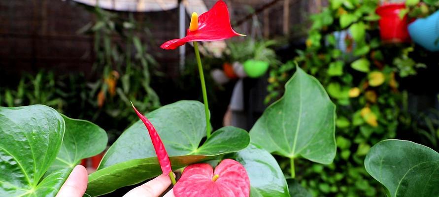 红掌花语与象征（探寻红掌花的意义及其在生活中的象征）