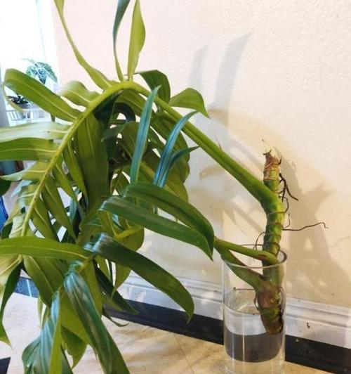 北卧室的理想植物选择（为您的卧室注入舒适自然的气息）