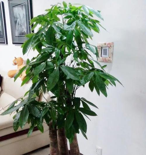 北向客厅应该种什么花草（打造舒适）