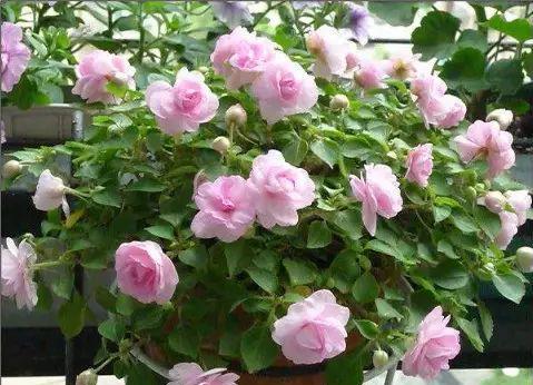 北阳台花卉植物种植指南（打造美丽阳台）