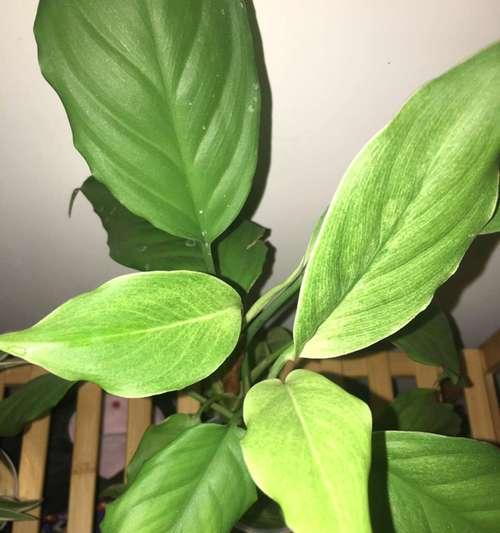打造北院绿色氧吧——适合种植的植物推荐（为什么要在北院种植植物）