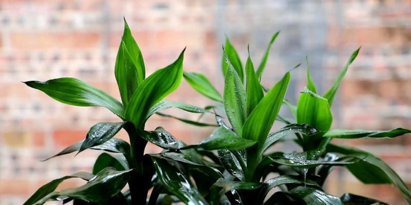 打造北院绿色氧吧——适合种植的植物推荐（为什么要在北院种植植物）