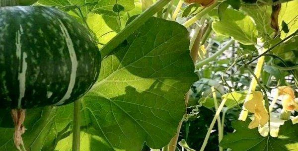 贝贝瓜的种植和管理技术（一步步教你如何种植成功）