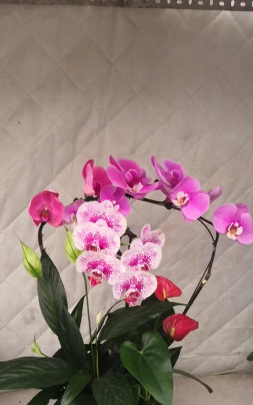 蝴蝶兰花语的美丽寓意（蝴蝶兰的花语及其象征意义探析）