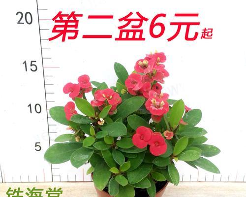虎刺梅花语（探寻虎刺梅花的意义和传承之道）