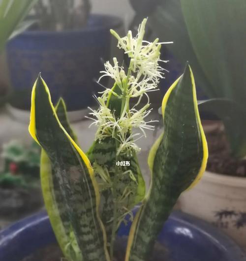 虎皮兰开花的寓意——生命的坚韧和繁荣（探索虎皮兰开花的神秘之处）