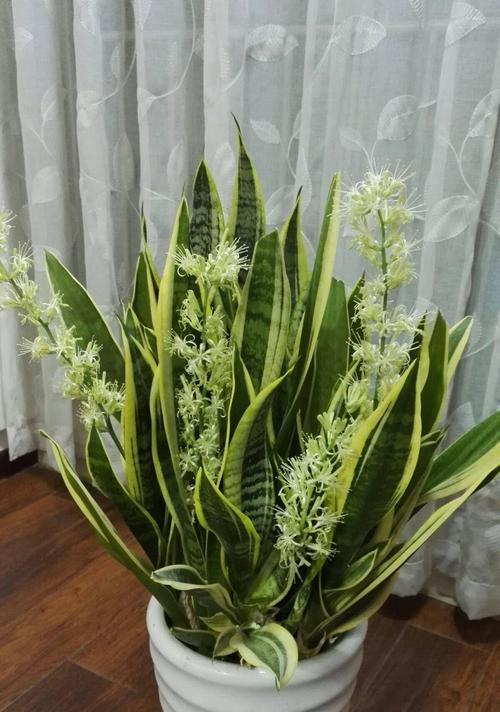 虎皮兰开花的寓意——生命的坚韧和繁荣（探索虎皮兰开花的神秘之处）