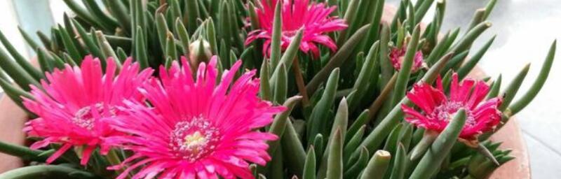 奔龙花——中华园林的珍品（探秘奔龙花的历史和特点）