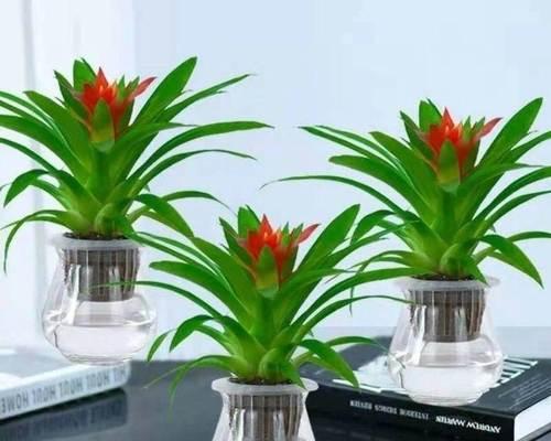 花卉分类的意义与方法（揭示花卉的多样性与特点）
