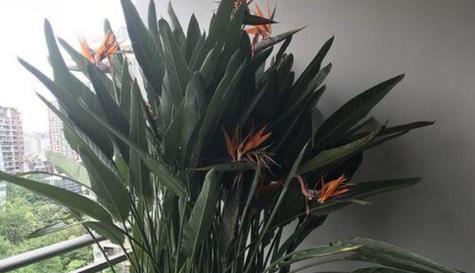 本命年买什么花好（传统佳节）
