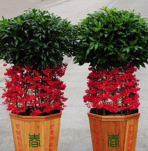 本命年买什么花好（传统佳节）