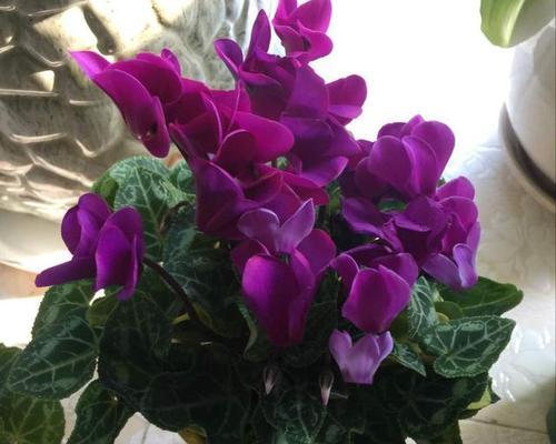 本命年养什么花好（解读本命年吉祥花卉）