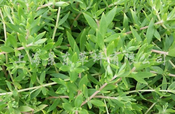 本特草的功效和应用（探究神奇的本特草）