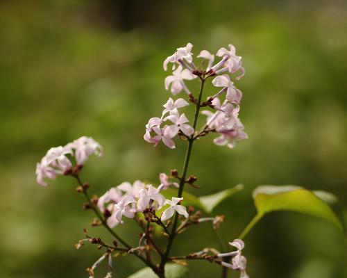 以花叶丁香的花语为主题的文章（探索花叶丁香的花语）