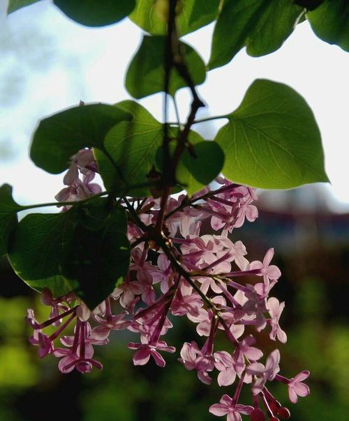 以花叶丁香的花语为主题的文章（探索花叶丁香的花语）