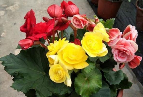 15种耐阴花卉推荐（打造阴暗角落的绿色空间）