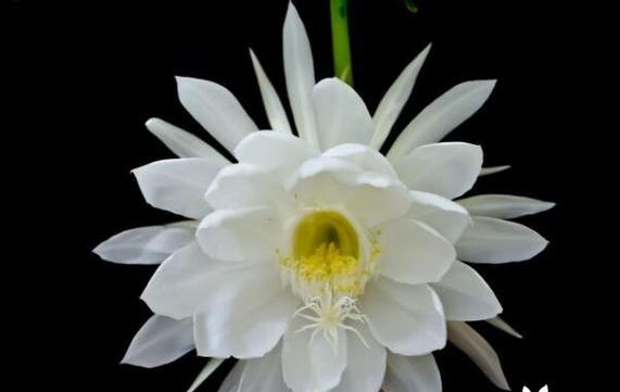 花语中的虐心花魅力（揭秘花语中的虐心之美）