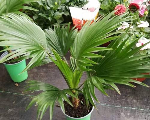 耐阴耐寒的花卉推荐（15种适合在阴冷环境下生长的花卉）