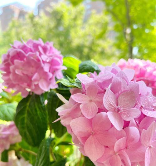 花开心间（探寻暗恋的花语之美）