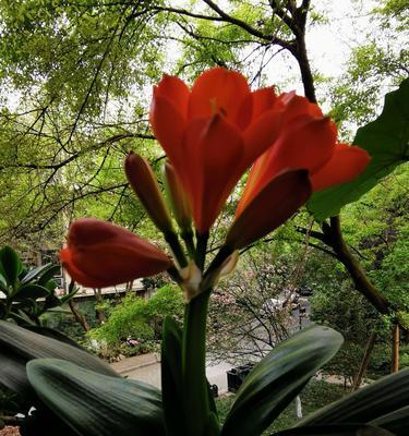 花开心间（探寻暗恋的花语之美）
