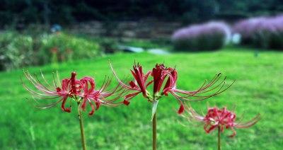 揭秘彼岸花不开花的原因（探究彼岸花盛开之谜）