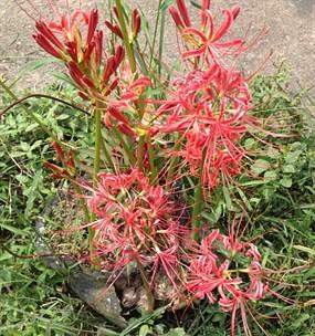 彼岸花不长叶子怎么办（掌握这些方法）