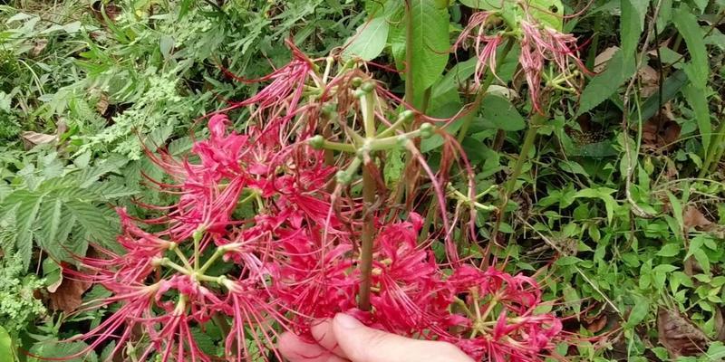 彼岸花不长叶子怎么办（掌握这些方法）