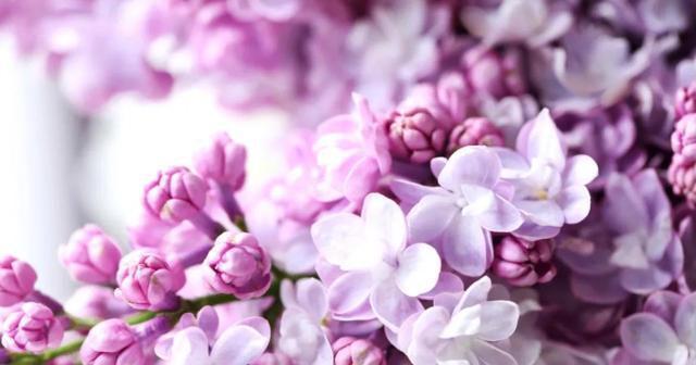 以花语是友情的花，共同诠释真挚情谊（浓情脉脉）