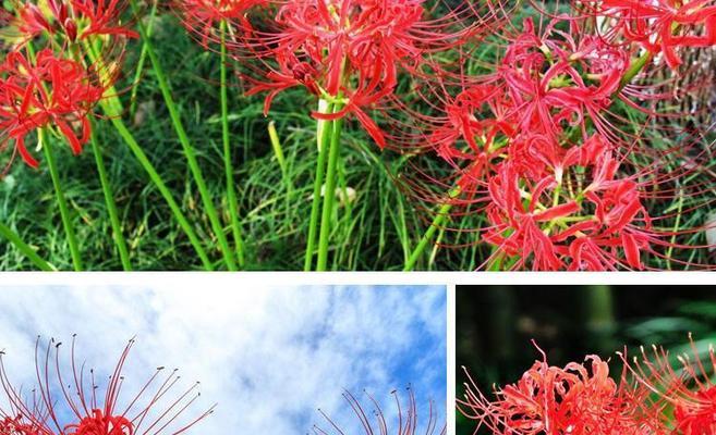 春天开花的奇异花——彼岸花