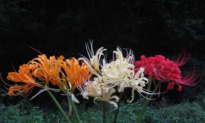 春天开花的奇异花——彼岸花