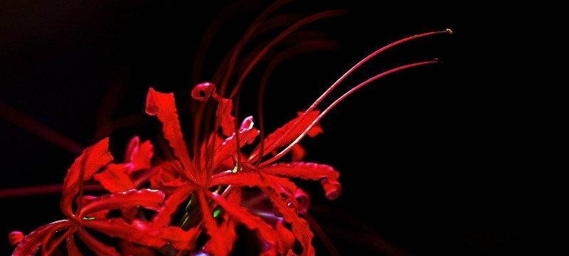 彼岸花的象征意义与寓意（探究花开花落背后的神秘力量）