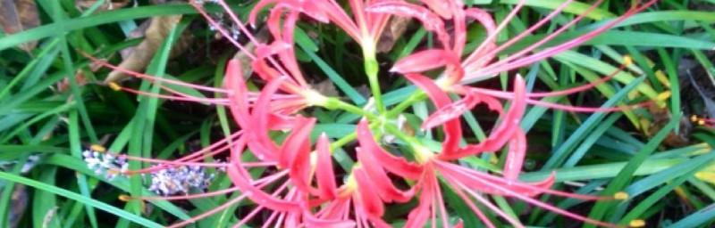 浪漫秋日，别样绚烂——探秘彼岸花的花期（花语寓意深）