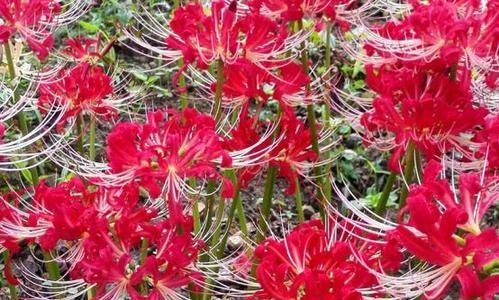 浪漫秋日，别样绚烂——探秘彼岸花的花期（花语寓意深）