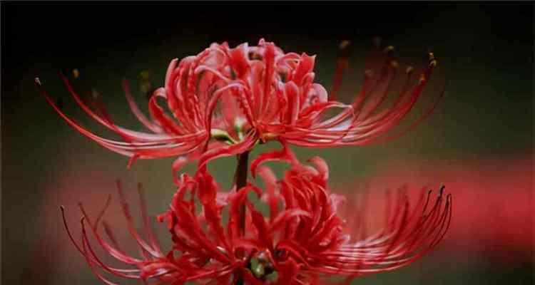 探寻彼岸花的花语和寓意（揭示神秘花海中的花朵世界）