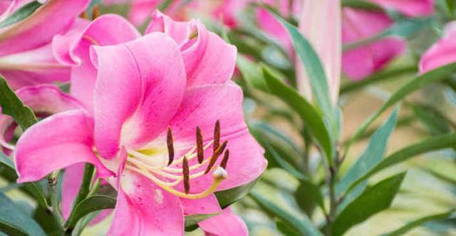 黄百合花的寓意与象征意义（一朵花）