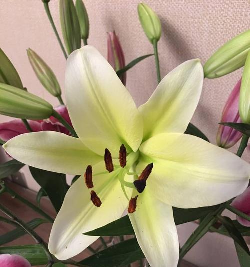 黄百合花语——纯洁和谦逊的象征（探寻黄百合花语中的美好与深意）