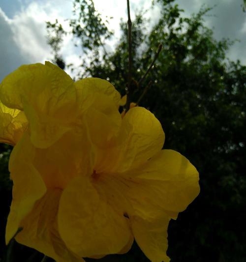 探秘黄风铃花的花语（传递幸福与美好的黄风铃花）