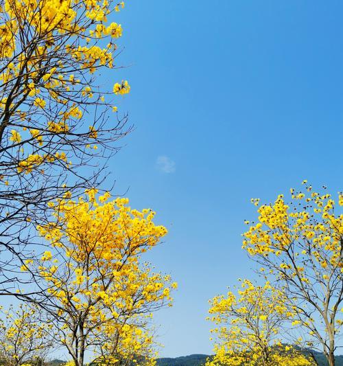 探秘黄风铃花的花语（传递幸福与美好的黄风铃花）