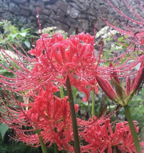 冬季奇迹——探究彼岸花开花的神秘之谜（不惧严寒）