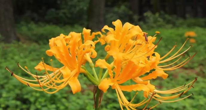 冬季奇迹——探究彼岸花开花的神秘之谜（不惧严寒）