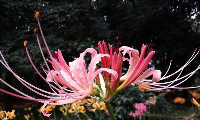 彼岸花开花时间及特点（了解彼岸花开花时间）