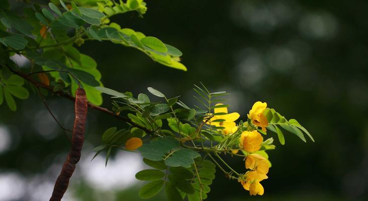 黄花槐（黄花槐的寓意与象征意义）