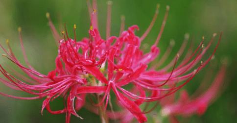 彼岸花开花时间及特点（了解彼岸花开花时间）
