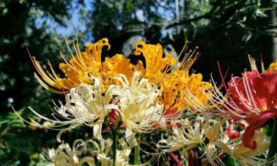 彼岸花开花时间及特点（了解彼岸花开花时间）