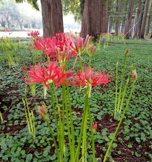 彼岸花养殖全攻略（养殖方法）