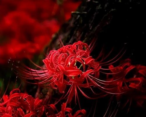 彼岸花和藏红花的区别与联系（相同点与不同点及花卉分类）