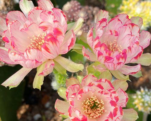 黄金莲花（妖冶魅力在恢弘中散发——黄金莲花的神秘魅力）